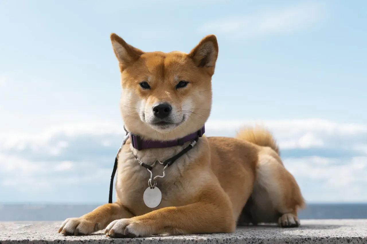 Shiba Inu Price Skyrockets Above $0.000030 – Why is SHIB Price UP?